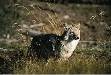 文字推理解谜游戏《真探》今日发售 国区原价37元